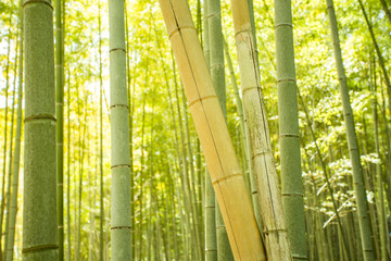 bamboo forest