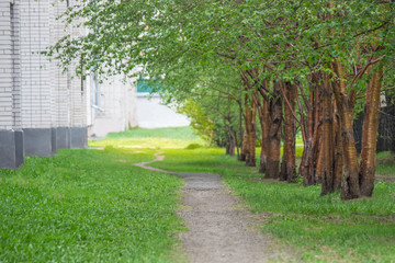 Empty pathway along old green trees in a city alley on a spring or summer day