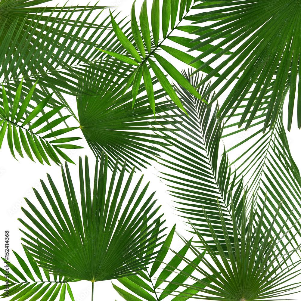 Poster tropical leaves on white background