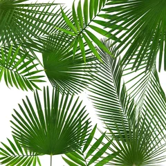 Tropische Blätter auf weißem Hintergrund © Africa Studio