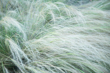 Feather grass, soft focus. Beautiful abstract nature background of kovyl.