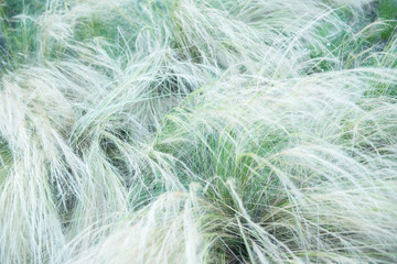 Feather grass, soft focus. Beautiful abstract nature background of kovyl.