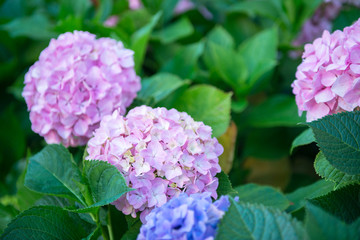 Hydrangea, soft focus, noise added. Beautiful flowers. Beauty in nature. Purple Hydrangea flower (Hydrangea macrophylla) in a garden.