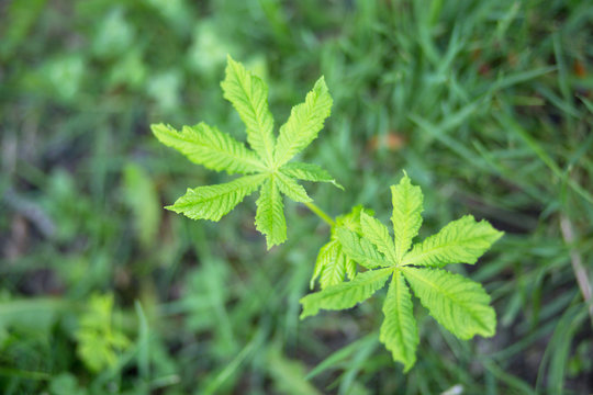 Young shoots of chestnut