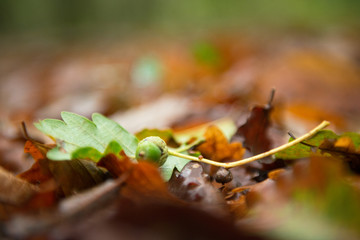 Acorn on fallen leaves, autumn in forest, noise added, soft focus. Fall in nature.