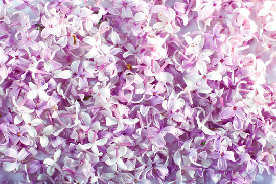 lilac flowers texture, spring, flowering lilac, holiday