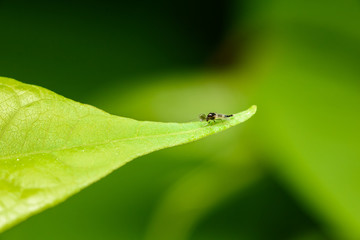 Tiny Mosquito On Leaf Edge