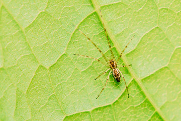 Nursery Web Spider On Green Leaf