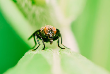 House Fly Macro On Leaf