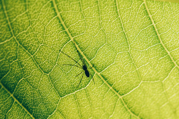 Nursery Web Spider On Green Leaf