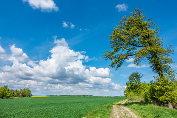 Spring countryside with green field, road and blue sky