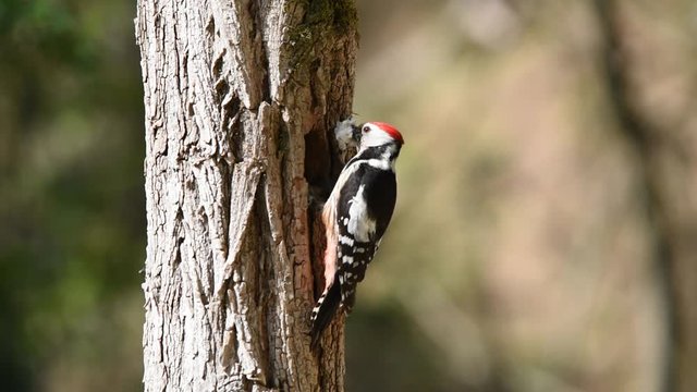 A middle spotted woodpecker carrying food looks around, enters the nest, feeds the chicks and flies off carrying the waste of the nest