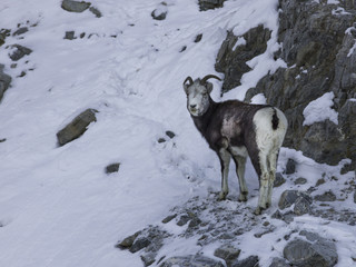 Naklejka premium Mountain goat, Rocky Mountains, British Columbia, Canada