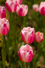 Beautiful pink tulips in the park