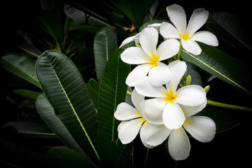White plumeria flower. Tropical flower. Sweet .fragrance.