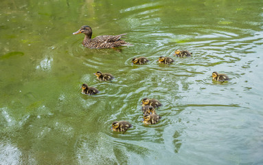 Ducklings And Mother