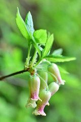 ヨウラクツツジ