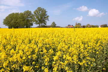Obraz premium Rapsfeld auf der Insel Rügen