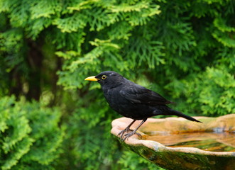 Amsel,Schwarzdrossel,Vogeltränke