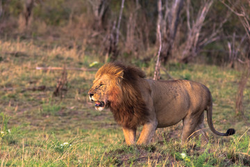 The king of beasts is always on the alert. Kenya, Africa