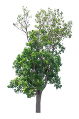 Obraz premium Tree isolated on white background