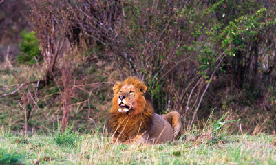 A huge lion in the savannah. Masai Mara. Africa