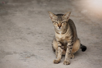 Naklejka na ściany i meble A cat sitting on cement floor in home.