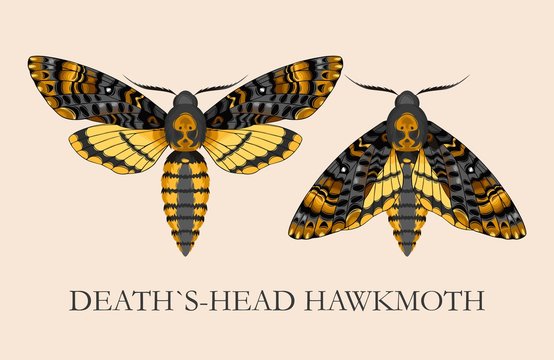 Deaths-head hawk moth