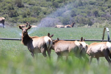 elk  in front of agricultural sprinklers spring 2017