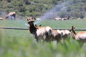elk  in front of agricultural sprinklers spring 2017