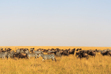 Fototapeta na wymiar Savannah herbivores. Great migration. Kenya, Masai Mara. 