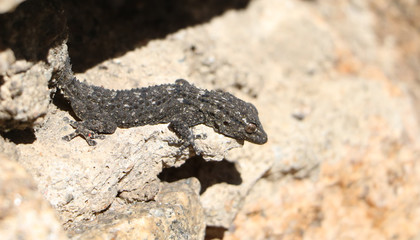 Gekko