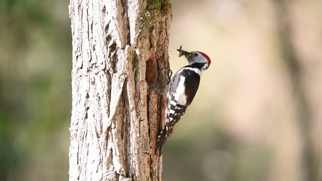 A middle spotted woodpecker carrying food, raises the feathers of its head, enters the nest and after a while flies off