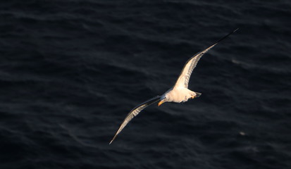 Mouette