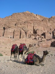 Camels in Petra
