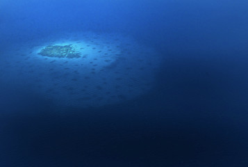 Fototapeta premium Coral reef in Maldives