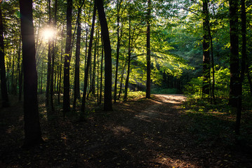 Obraz premium the sun's rays in a dense forest