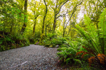 Track at the Chasm Fall, Fiordland National Park, Milford Sound, New Zealand