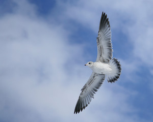 Seagull in flight alone close