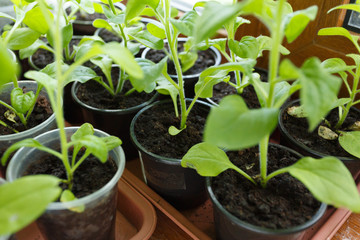 Pitunia seedlings in plastic flower pots