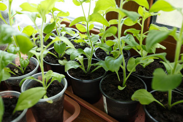 Pitunia seedlings in plastic flower pots