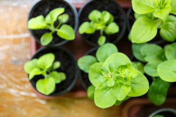 Pitunia seedlings in plastic flower pots