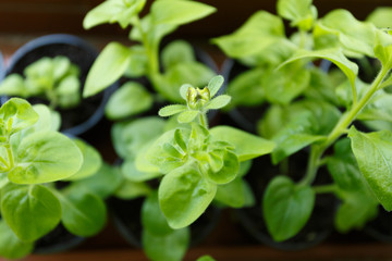 Pitunia seedlings in plastic flower pots