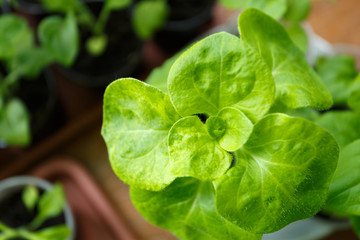 Pitunia seedlings in plastic flower pots