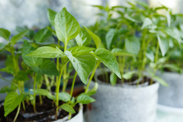 Young pepper seedlings