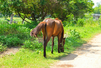 Naklejka premium brown horse eating grass