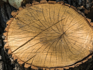 Close up cross section of tree trunk showing growth rings, texture