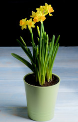 Yellow Daffodils in Pot