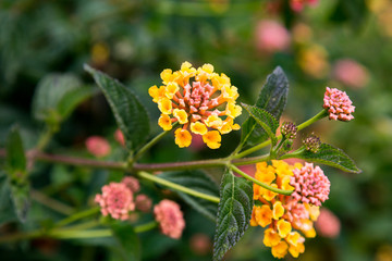 Lantana Flowers