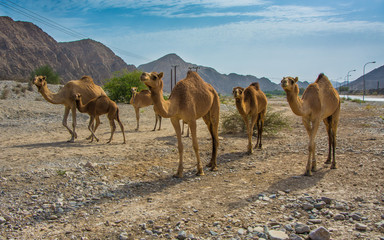 Omani Camels - The camel, also called the “Ship of the Desert” is a vital part of the Omani...